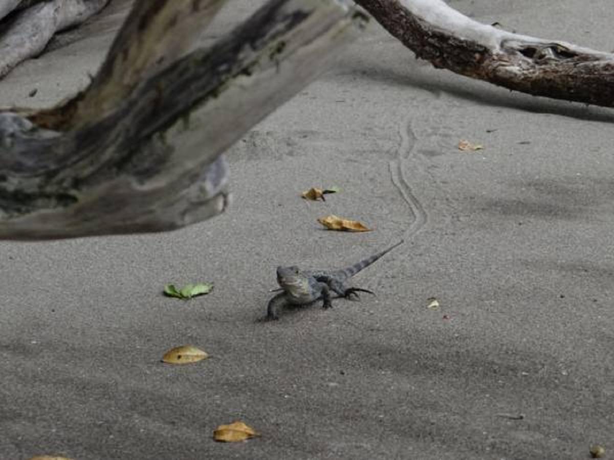 热带海滩公寓 乌维塔 外观 照片